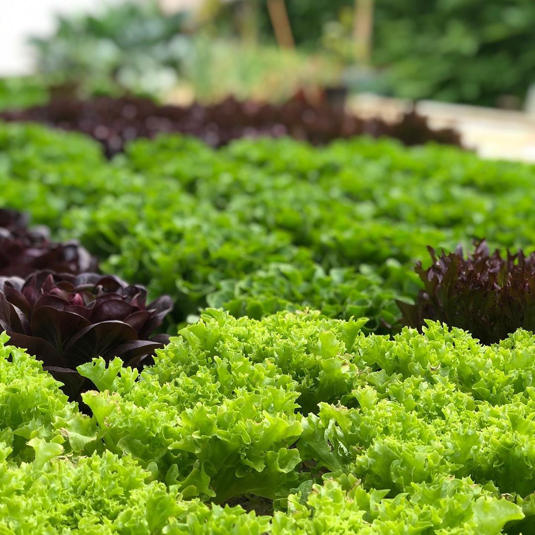 salad greens 2 | Hollar Farms