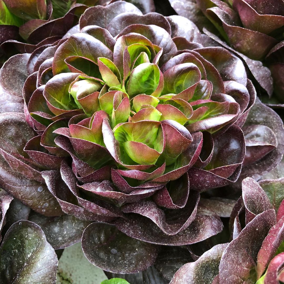 salad greens 3 | Hollar Farms