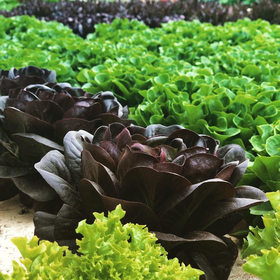 salad greens 4 | Hollar Farms